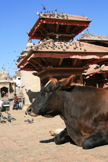 holy cow at the durbar square.JPG